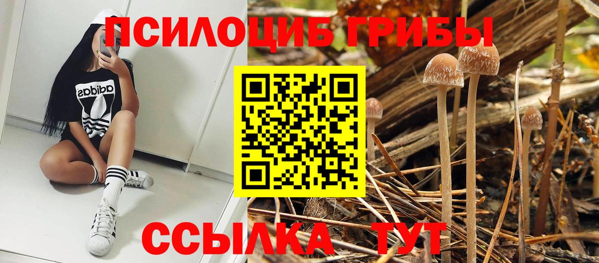 Псилоцибиновые грибы мухоморы  Галлюциногенные грибы Cubensis  где можно купить наркотик  Чита  Вход с VPN 